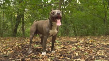 stafford köpek ırkları