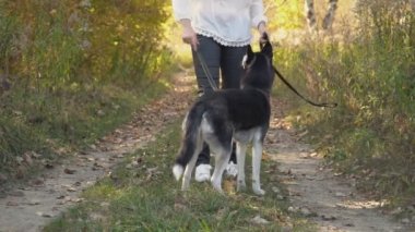 bir köpek ırkı Husky kızla