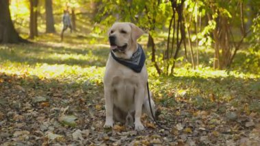 köpek doğurmak Labrador Park