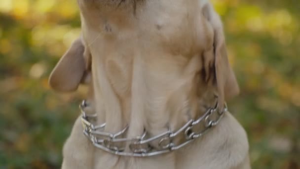 Порода собак Лабрадор в парке — стоковое видео