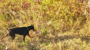 köpek doğurmak Doberman niteliğine