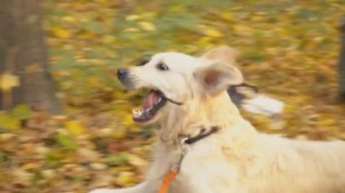 Köpek çiftleşmesi Golden Retriever