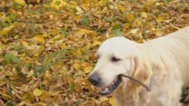 Köpek çiftleşmesi Golden Retriever