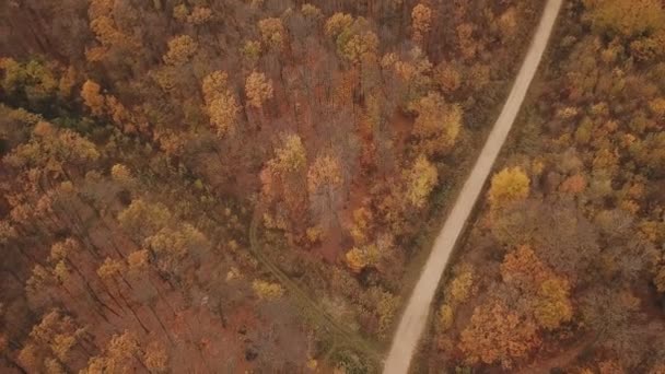 Väg i höstskogen — Stockvideo