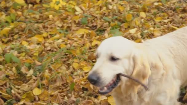 chien race golden retriever