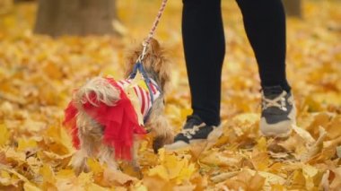 kızla köpek doğurmak Yorkshire korkunç