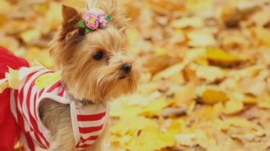 Köpek cinsi Yorkshire Teriyeri