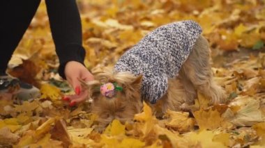 kız köpek doğurmak Yorkshire terrier beslemeleri