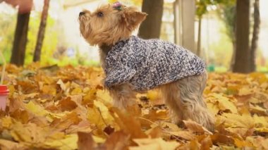 Köpek cinsi Yorkshire Teriyeri