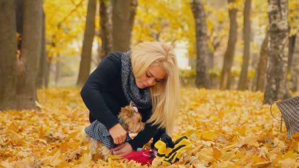 Chica pone en su perro Yorkshire terrier crianza — Vídeo de stock