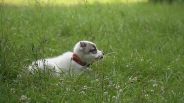 Alabai doğurmak köpek yavrusu