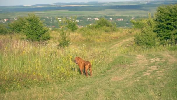 Aveln av shar pei — Stockvideo