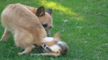 bir köpek ve kedi Savaşı