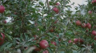 Kırmızı elma yakın çekim