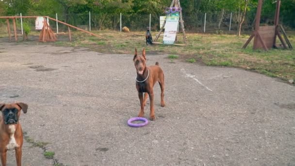 Dobermann und Boxer spielen — Stockvideo