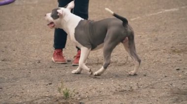 köpek yavrusu stafford sahada oynuyor.