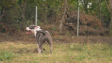 köpek yavrusu stafford sahada oynuyor.