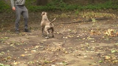 stafford köpek ırkları