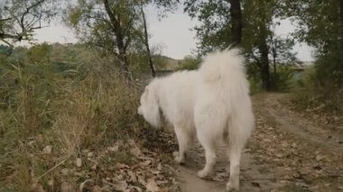 Samoyed köpek park
