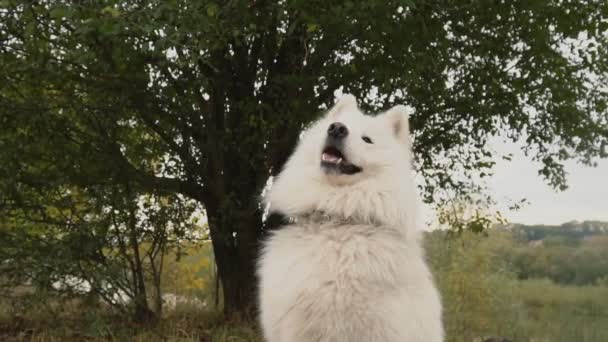 Samoyedo Raza Perro Paseos Parque — Vídeos de Stock