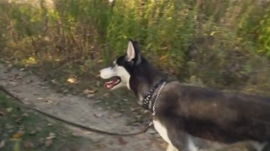 doğada husky köpek doğurmak