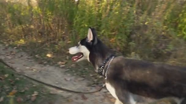 Hund rasen husky i naturen — Stockvideo