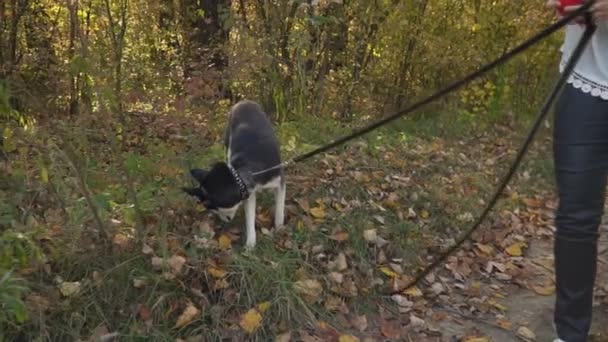 Fille avec une race de chien Husky — Video