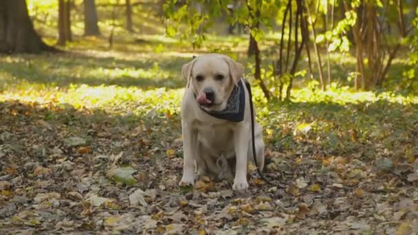 公園でラブラドールの犬の品種 — ストック動画