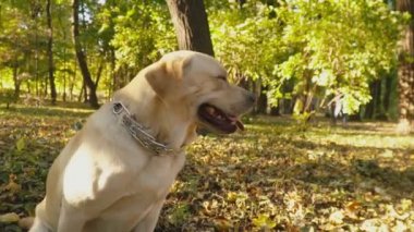 köpek doğurmak Labrador Park
