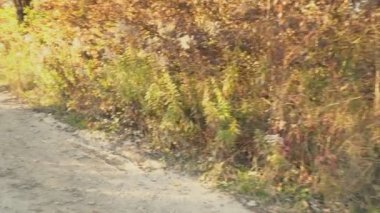 köpek doğurmak Doberman niteliğine