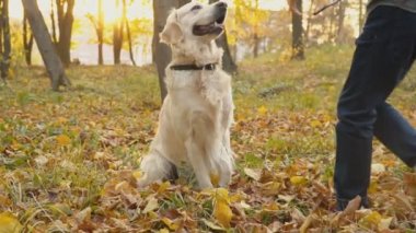 Köpek çiftleşmesi Golden Retriever