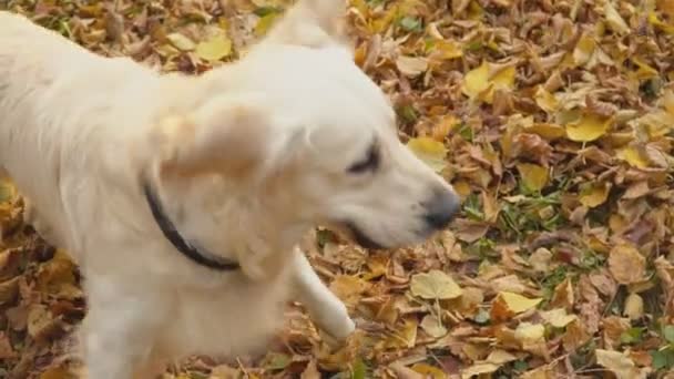 Perro crianza golden retriever — Vídeos de Stock