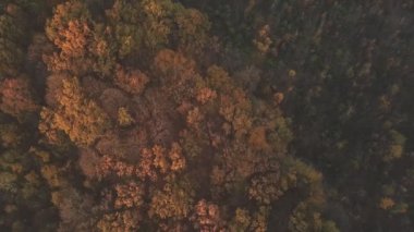 bir kuş bakışı görünüme ile sonbahar orman