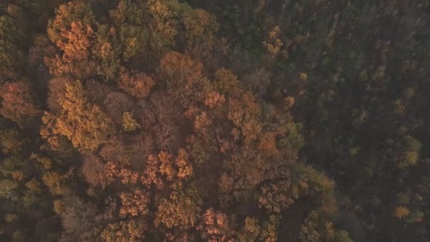 Bir Kuş Bakışı Görünüme Ile Sonbahar Orman — Stok video