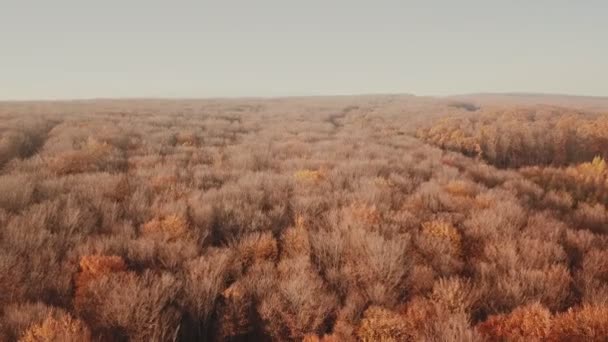 Floresta de outono de uma altura — Vídeo de Stock