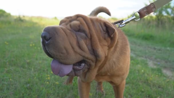 Die Rasse der Shar Pei — Stockvideo