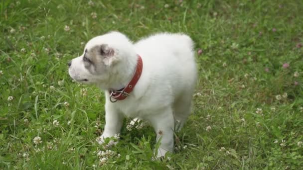 Cachorro de raza Alabai — Vídeos de Stock