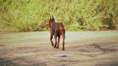 Doberman köpek bir lastik yüzükle oynuyor
