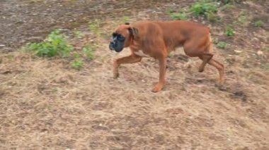 kahverengi boxer doğurmak köpek