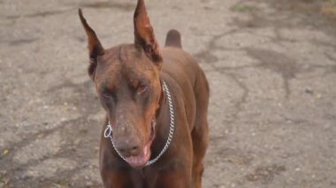 Doberman köpek oyun