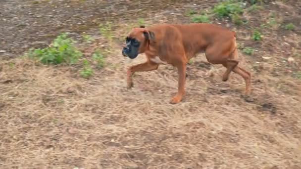 Brown boxer breed dog — Stock Video