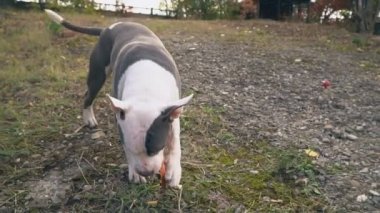 köpek yavrusu stafford sahada oynuyor.