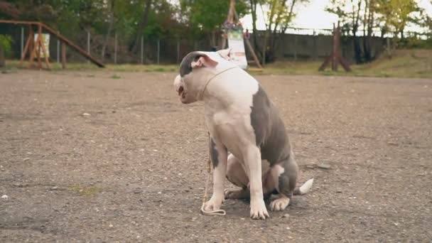 小狗品种斯塔福德在球场上行走 — 图库视频影像