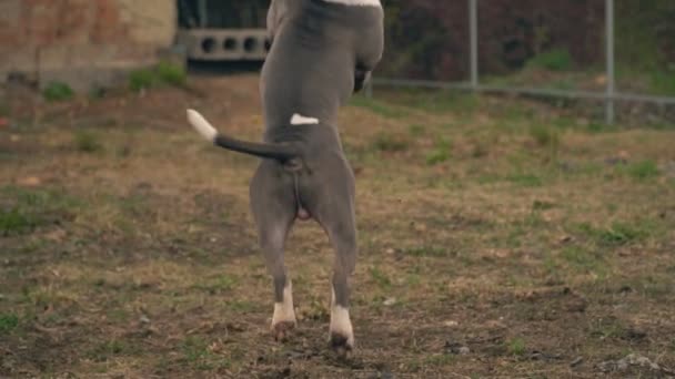 Cachorro stafford juega en la cancha — Vídeo de stock