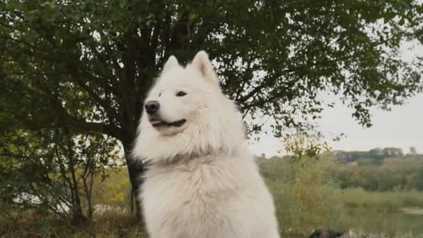 Chien samoyed dans le parc 