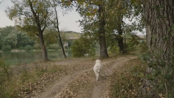 Samoyedo perro en parque — Vídeos de Stock