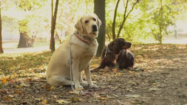 Hund rasen labrador gyllene färg — Stockvideo