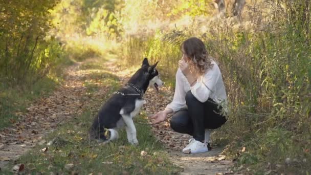 Menina com uma raça de cão Husky — Vídeo de Stock