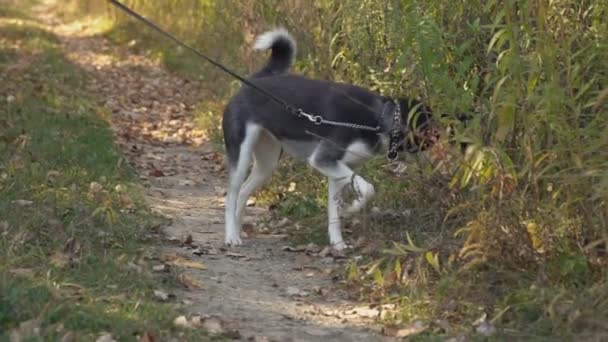 Hund rasen husky i naturen — Stockvideo