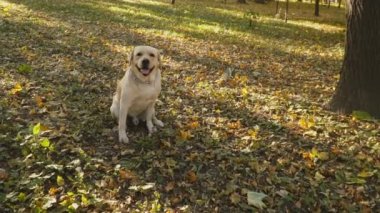 köpek doğurmak Labrador Park